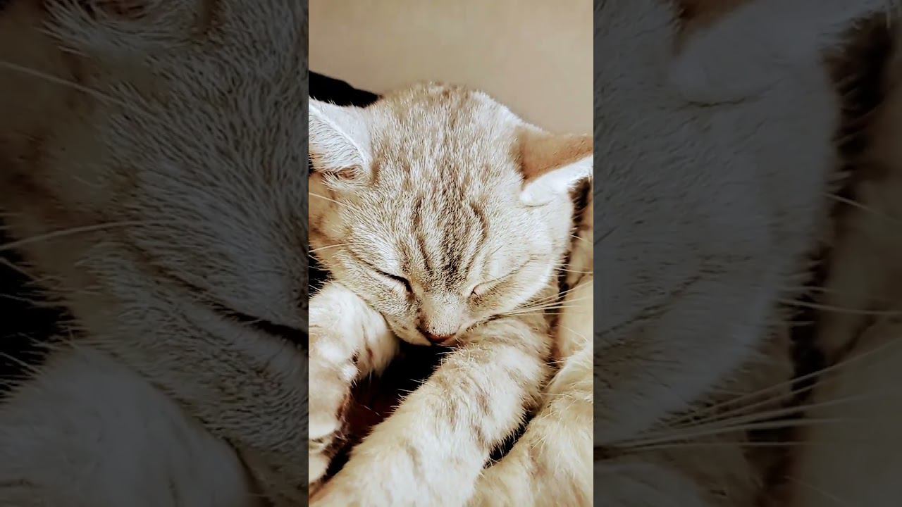 Я очень тебя люблю #shorts #sounds #recommended #4k #4kvideo #беззвука #интересно #2024 #нг #имялуна смотреть онлайн