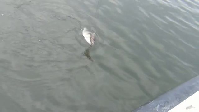 Jackson Dead Float 10.5 and perch смотреть онлайн