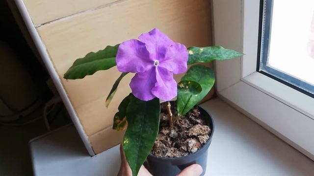 Brunfelsia Grandiflora Брунфельзия грандифлора