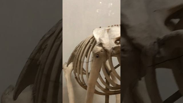 Зоологический музей в СПБ часть 1 смотреть онлайн