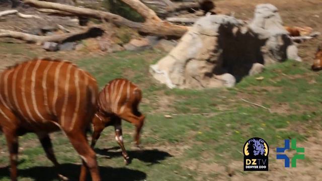 Baby bongo plays with the herd смотреть онлайн