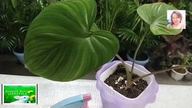 ?MY HOMALOMENA PLANT / RUBESCENS 