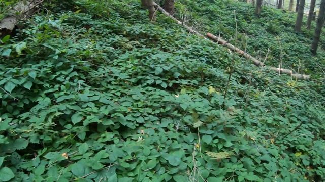 Краса осінніх Карпат смотреть онлайн