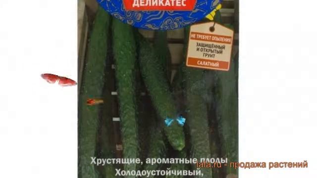 Огурец обыкновенный Шанхайский молодец F1 ? обзор: как сажать, семена огурца Шанхайский молодец F1 смотреть онлайн