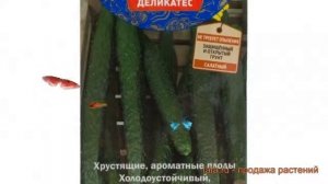Огурец обыкновенный Шанхайский молодец F1 ? обзор: как сажать, семена огурца Шанхайский молодец F1