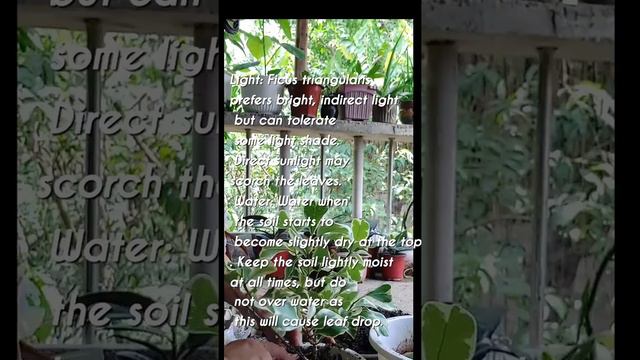 FICUS TRIANGULARIS CARE AND TIPS смотреть онлайн