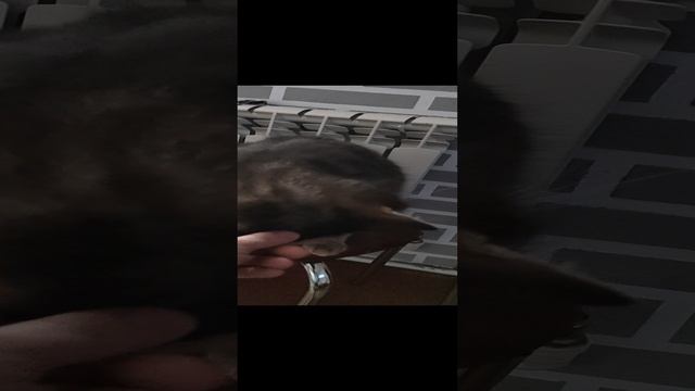 Котик мурлыка