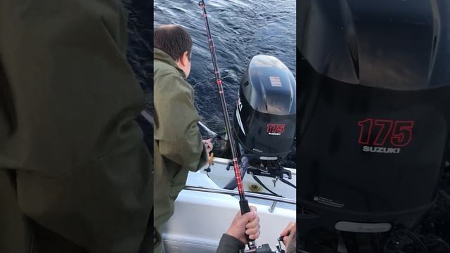 Рыбалка в Карелии - ловля Судака на Онежском озере. Неправильное вываживание. смотреть онлайн