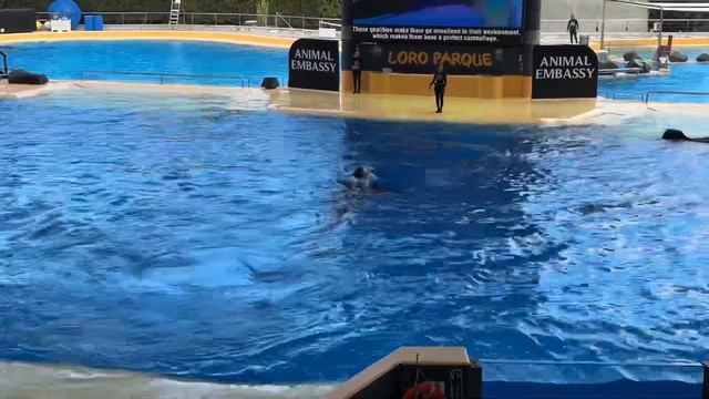 TENERIFE, Puerto de la Cruz, Loro Parque Part 2 (North Tenerife Man) смотреть онлайн