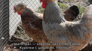 Русская хохлатая (порода кур)