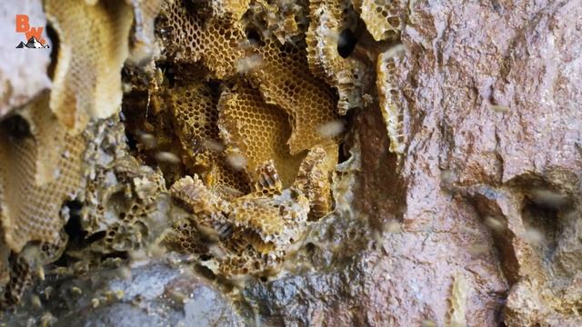 Is KILLER BEE Honey Dangerous?! смотреть онлайн