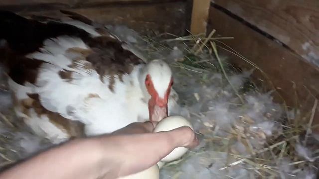 Индоутка. 13 день насиживания. Зародыш замер в Яйце. Как определить. Овоскопирование смотреть онлайн