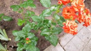 РОЗА БРАУН ШУГЕР (Brown Sugar). 25 июня 2023 года. УКРАИНА ??