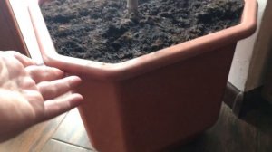 Лонган  восьмилетний в комнатных условиях Украины 2017 год