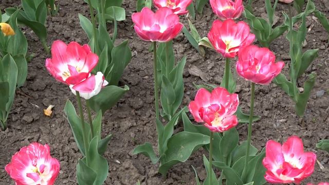 Tulipa ´Jumbo Beauty´