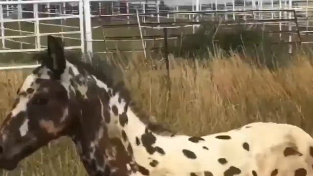 Красивый дудук!