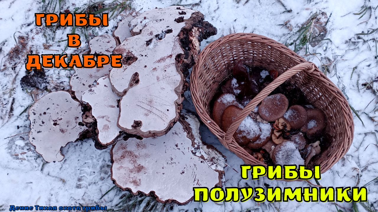 Затопило грибные места, но грибы всё равно нашёл смотреть онлайн