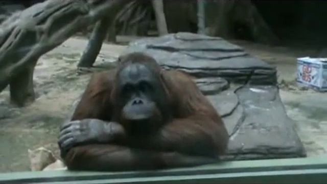 Orang-outan / Pongo pygmaeus смотреть онлайн