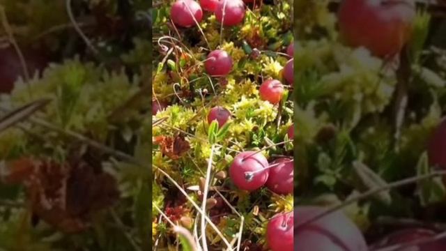 Грибные украшения