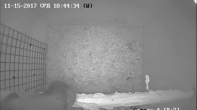 Самка мочалит жердочку