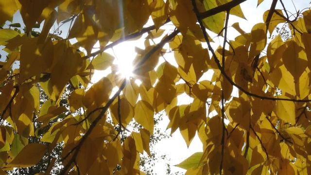 Ну, здравствуй Осень...