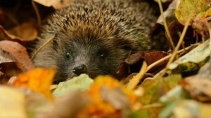 Ёжик. Развивающее видео для детей.