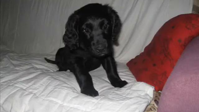 Arwenka Flat coated retriever смотреть онлайн