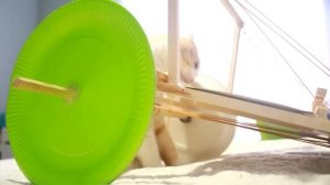 Дий машинка на резинках - Реальная Жизнь Свинки Пиги #24