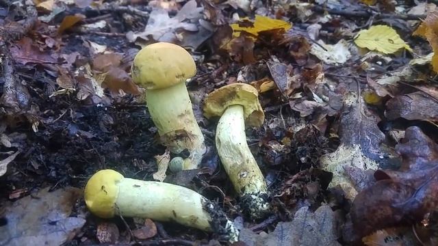 Koźlarz bruzdkowany (Leccinellum crocipodium) 14.09.2017 смотреть онлайн