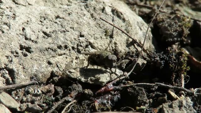 Весенняя сонная муха, Spring sleepy fly смотреть онлайн