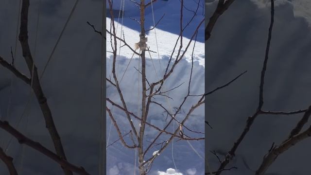 ВЕСЕННИЕ РАБОТЫ В САДУ // СНЕГ // чистить или НЕТ приствольной круг // подопревание что ЭТО? // смотреть онлайн
