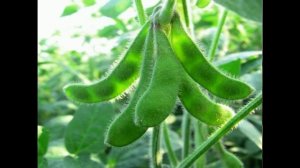 посев семян хмеля seeding hops