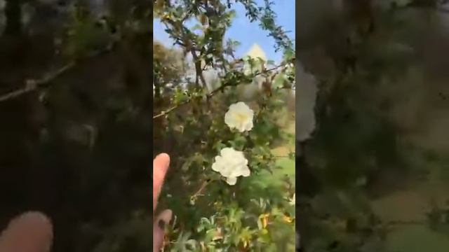 Rosa Purezza