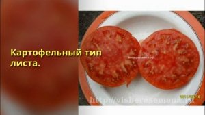Сорта для теплиц  Томат