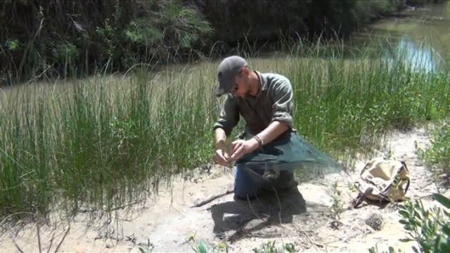 Six Sided Umbrella Minnow / Crawfish Trap Assemble and Set Pt. 1 смотреть онлайн
