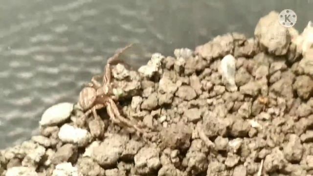 МОЙ ПАУК КРАБ (ПАУК БОКОХОД) ПОД НАЗВАНИЕМ BIBOS,ЕСТ ТЛЬЮ! смотреть онлайн