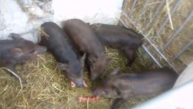 поросята едят мясо смотреть онлайн