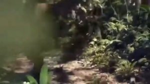 Гориллы танцуют под рэп!