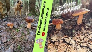 Грибная разведка 22 июля 2024. Всеволожский район.