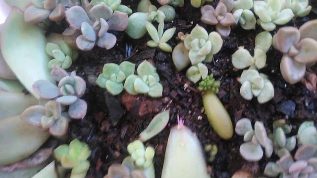 Berçário de suculentas, berçário com sucesso, graptoveria debbi смотреть онлайн