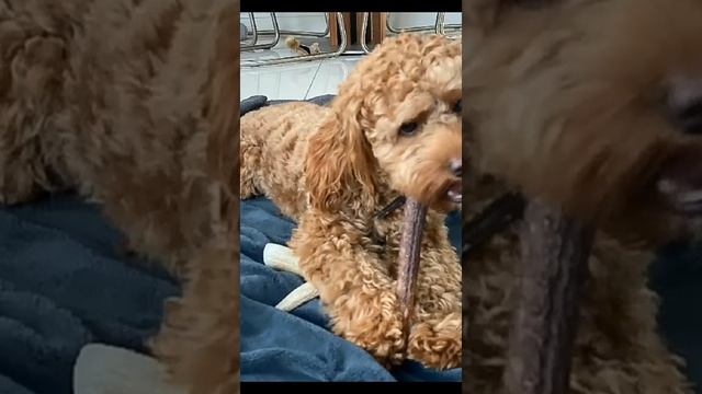 Кавапу & олений рог