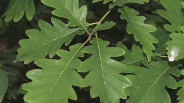 Энергетическое целительство. Дуб - священное дерево, его целительные свойства. смотреть онлайн