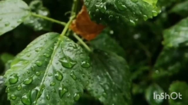 Светлая грусть... смотреть онлайн