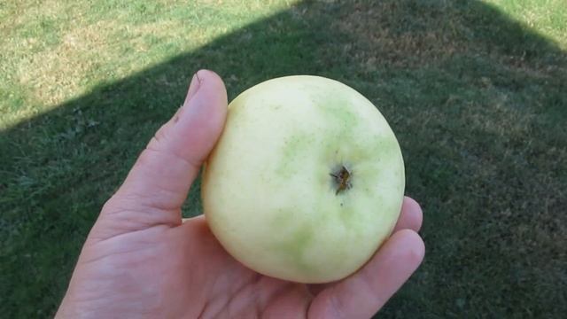 Дача. Белый налив. Последний плод в этом сезоне.) 26.08.2022. смотреть онлайн