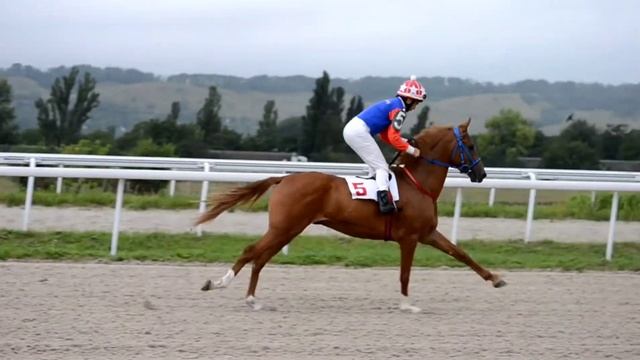 Арабские лошади | скачки