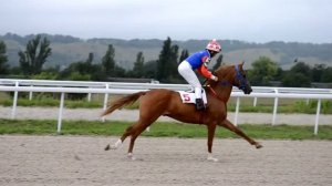 Арабские лошади | скачки