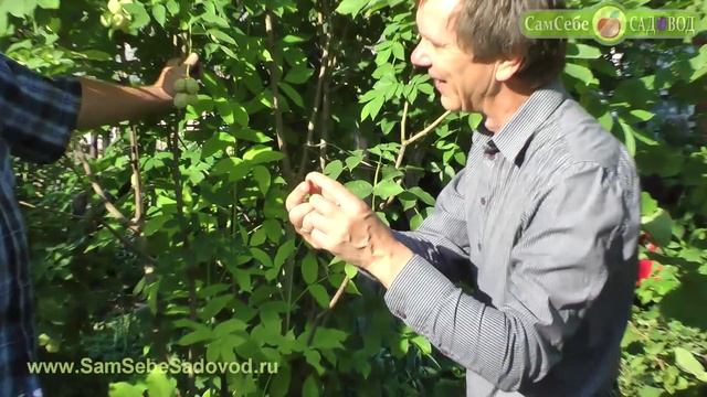 Клекачка перистая - и цветы и орешки съедобны! смотреть онлайн