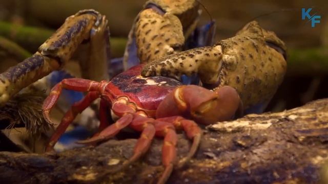 Кокосовый краб. Самый большой краб, которого можно встретить на суше. Но лучше не встречать. смотреть онлайн