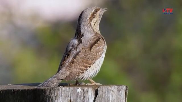 Популярная орнитология: вертишейка смотреть онлайн