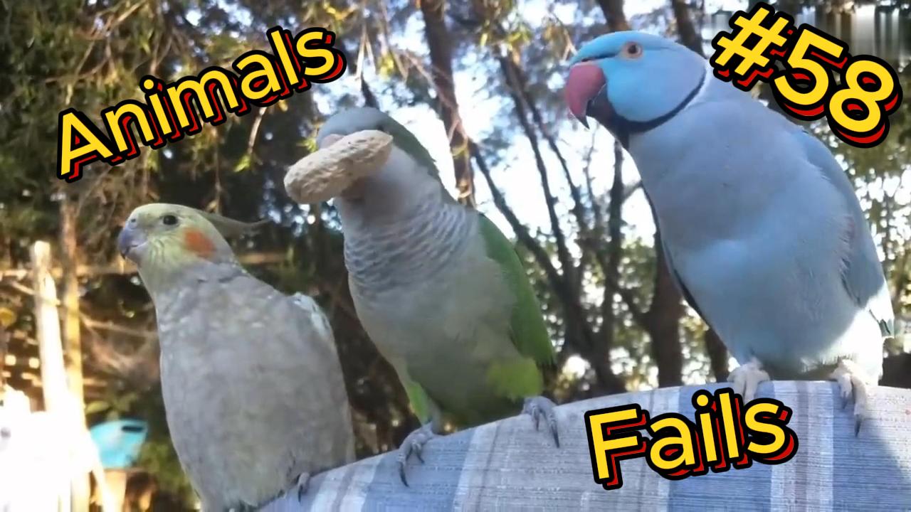 ДО СЛЁЗ ? подборка безумных животных | Смешные видео - Лучшие ПРИКОЛЫ 58 смотреть онлайн